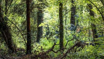 Płynąca z lasami: O NAJBLIŻSZEJ OKOLICY/Zdjęcie: Joanna Stoga Photography